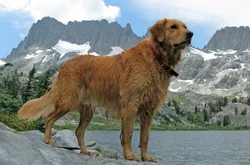100 Golden RetrieverNamen Ideen Fr Se Und Lebenslustige Hunde