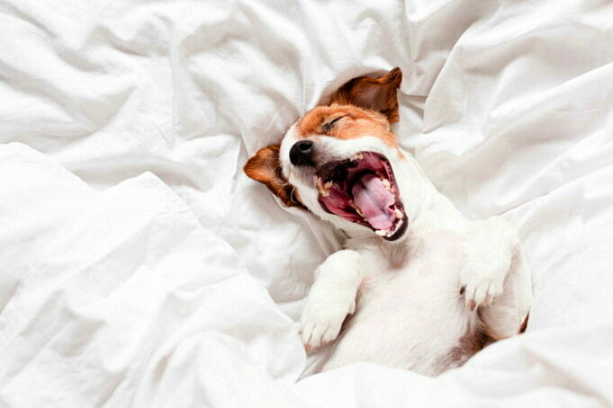 13 Gruende Warum Hunde Mit Ausgestreckter Zunge Schlafen