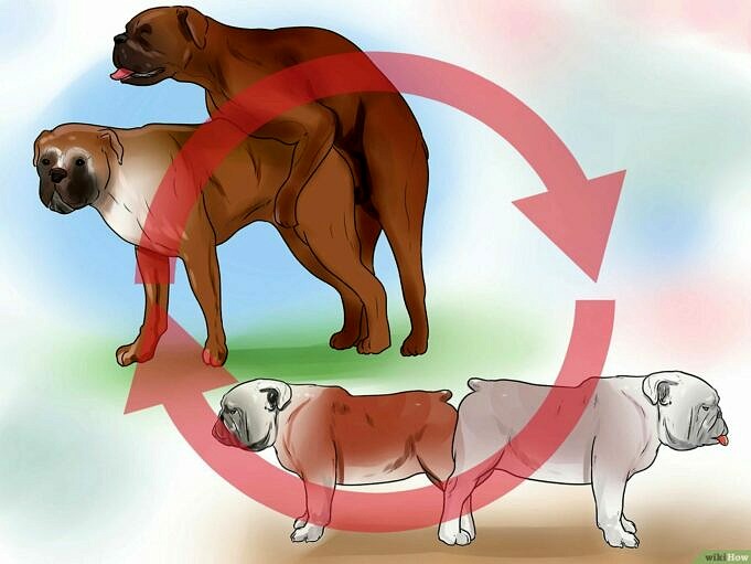 15 Einfache Tipps Um Einen Sexuell Erregten Hund Zu Beruhigen