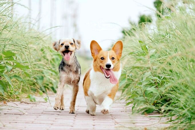 5 Gründe, Warum Hunde Blätter Lieben Und Gerne Hineinspringen
