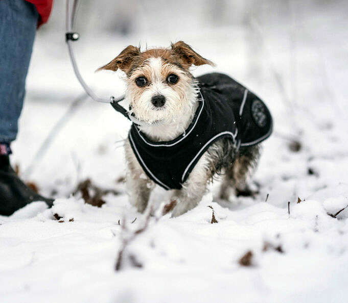 7 Anzeichen Von Erfrierungen Bei Hunden + 9 Tipps Zur Vorbeugung Und Behandlung