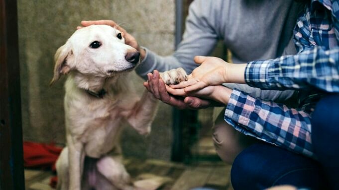7 Symptome Neurologischer Stoerungen Bei Hunden