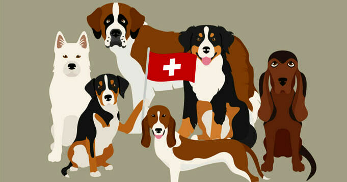 8 Schweizer Hunderassen Aus Der Schweiz Mit Bildern