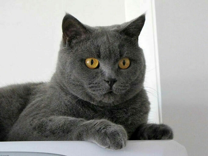 Chartreux Cat Informationen Zur Rasse Eigenschaften Adoption Pflege