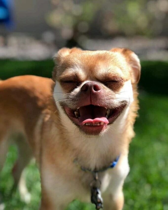 Chihuahua-Mops-Mischung. 31 Chug Fakten, Eigenschaften & Bilder