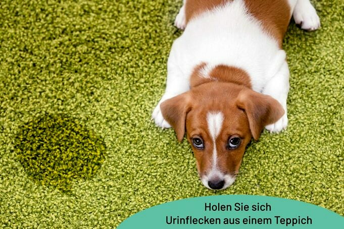 Die Besten Teppichreiniger Für Alte Urinflecken Von Haustieren Im Jahr 2021