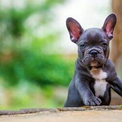 Faux Frenchbo Bulldog / Frenchton Boston Terrier & Französische Bulldogge-Mischung. Informationen, Fotos & Fakten
