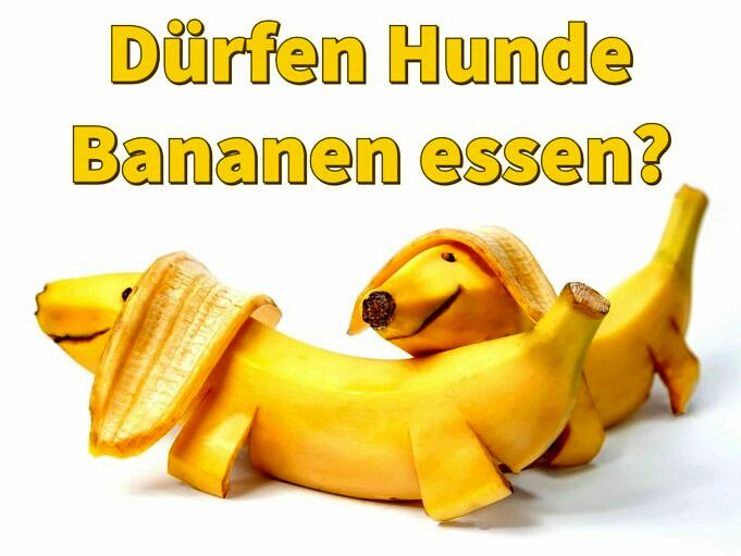 Koennen Zwergspitz Bananen Essen Was Ist Mit Bananenchips