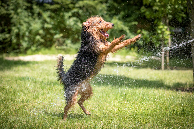 Welsh Terrier Hunderasse Info Temperament Ernaehrung Pflege Beduerfnisse